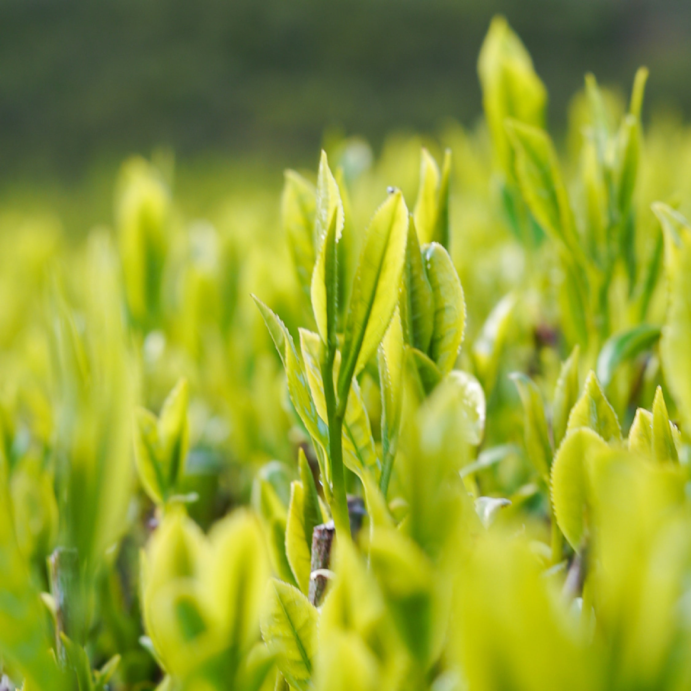 【新茶】浅蒸し煎茶(2026年産）